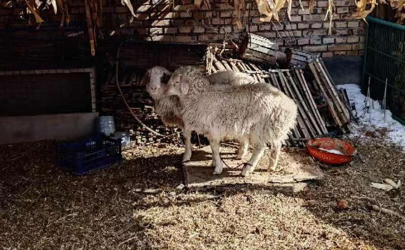 家里还卷了两只咩咩🐑