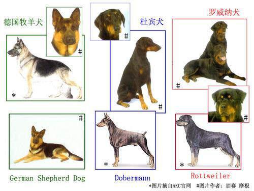 Dog Police 警察与警犬的羁绊是很深的 C社