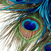 Colomac Custom 3D Large Mural Bedroom Living Room Sofa Tv Background Wallpaper Printing Blue Peacock Feathers Non Woven Photo colomac kopen in de aanbieding Colomac Custom 3D Large Mural Bedroom Living Room Sofa Tv Background Wallpaper Printing Blue Peacock Feathers Non Woven Photo colomac kopen in de aanbieding