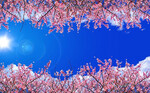Colomac 3D Photo Wallpaper Modern Minimalist Bedroom Living Room Ceiling Mural Bluewhite Cherry colomac kopen in de aanbieding Colomac 3D Photo Wallpaper Modern Minimalist Bedroom Living Room Ceiling Mural Bluewhite Cherry colomac kopen in de aanbieding