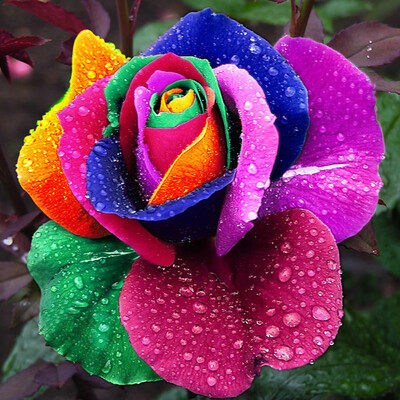 

Yard Decoration Cute Plant Multi-colored Rose Seeds All Season Garden Balcony Flowers