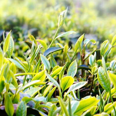 

New product 2017 Yunnan specialty early spring Maofeng green tea 500g green tea