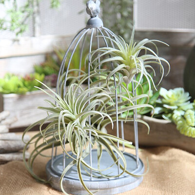 

Artificial Hanging Plant Fake Succulent String Of Pearls Home Decor For Wedding