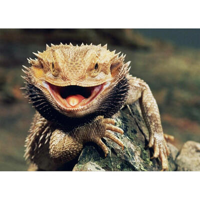 

5D DIY Full Drill Diamond Painting Lizard Cross Stitch Embroidery Mosaic