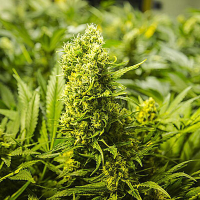 

100pcsBag Flowers Seeds Bonsai Flowers Plants Seeds for Home Decor Garden Planting