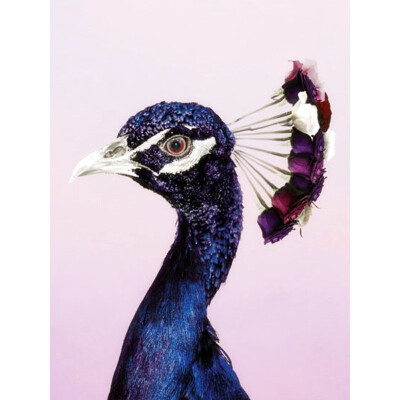 

Diamond Embroidery Peacock Diamond Painting Animal Diamond Mosaic Full Layout Square Diamond Painting Accessories