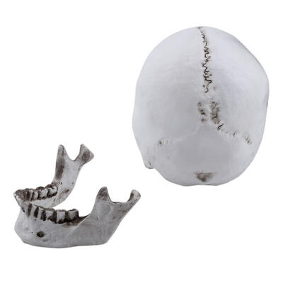 

Greensen 1pc Resin Human Skull Model Anatomical Head Medical Model Lifesize 11