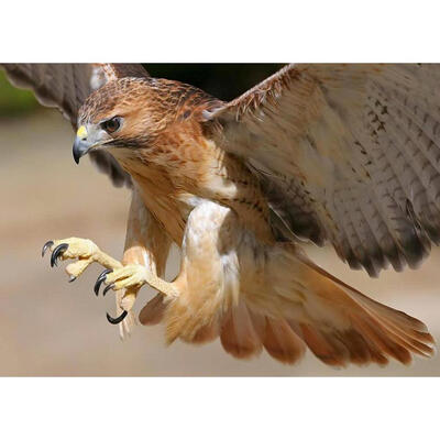 

5D DIY Full Drill Diamond Painting Flying Eagle Cross Stitch Embroidery Kit