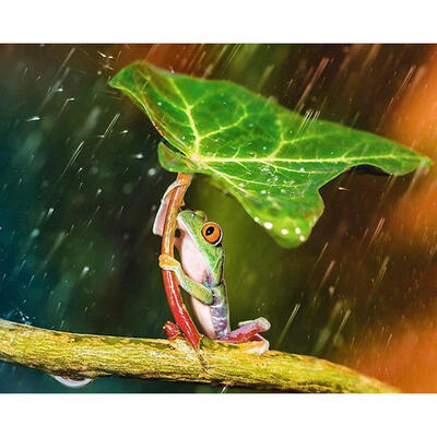 

5D DIY Diamond Painting Frog Cross Stitch Embroidery Craft Kits Needlework