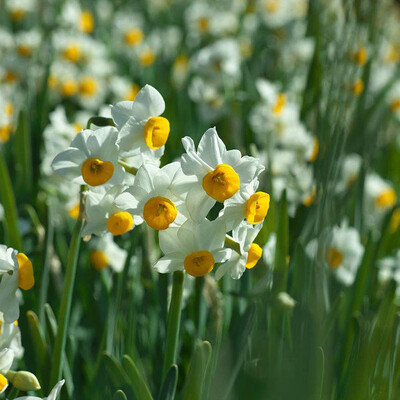 

100pcsBag Narcissus Seeds Plants Seeds for Home Decorations Garden Plant Seeds