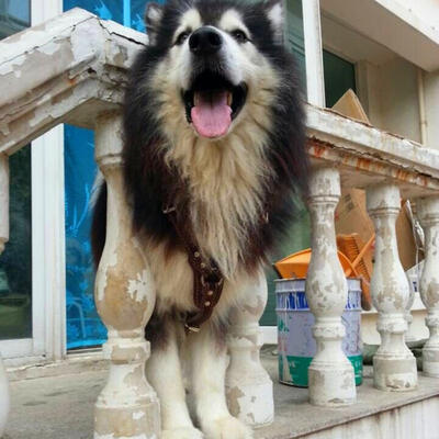 

Greensen Pet Large Dog Vest Harness Adjustable Thickened Training Vest Pet Supplies