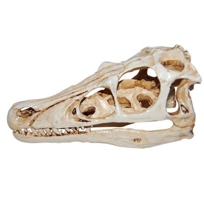 

Dinosaur Pattern Resin Human Head Replica Skull Mould for Craft Collections