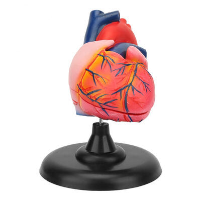 

Greensen 11 Anatomical Human Heart Model Life Size Scientific Teaching Tool