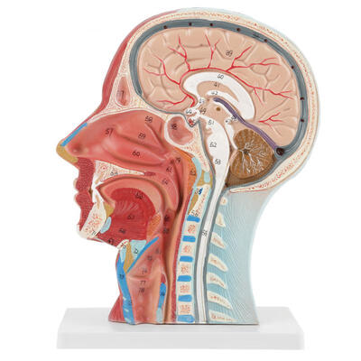 

Greensen Anatomical Medical Life-size Head Brain Neck Median Section Study Model