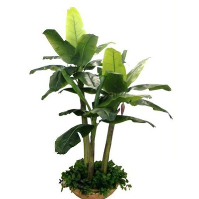 

200pcsBag Banana Seeds Potted Bonsai Fruits Plants Seeds for Home Garden Decor