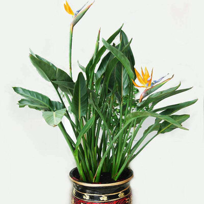 

100pcsBag Strelitzia Flower Seeds Potted Bonsai Flower Seeds for Home Garden Planting