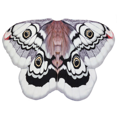 

Gobestart Soft Fabric Butterfly Wings Shawl Fairy Ladies Nymph Pixie Costume Accessory