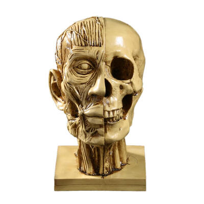 

Human Head Resin Medical Model Skull Statue Sculpture Home Decorative Craft