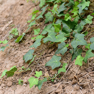 

40pcs Seeds bag Boston Ivy Vine Virginia Creeper Parthenocissus tricuspidata Bulk Seeds Gardening Seeds Supply