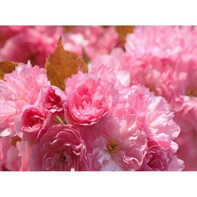 

5D DIY Full Drill Diamond Painting Flower Cross Stitch Embroidery Mosaic
