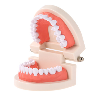 

Dental Child Teeth Teaching Model Adult Teeth Gums Standard Demonstration Tool for Kids Studying