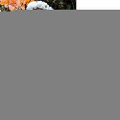 

Newborn Girl Kid Lace Off-shoulder T-shirt Top Pants Bowknot Dress Party Outfits