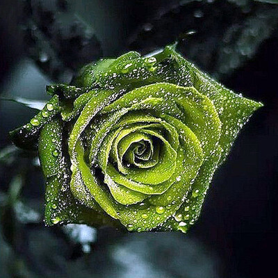 

Diamond Painting Full Drill Square Flowers Diamond Embroidery Sale Flower Pictures With Rhinestones Hobby And Handicraft