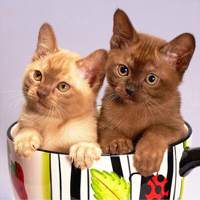 

5D DIY Diamond Painting Animal Full Square Cat Diamond Embroidery Sale Diamond Mosaic Rhinestone Picture Decor Home Gift