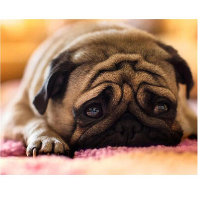 

5D DIY Full Drill Square Diamond Painting Sad Dog Cross Stitch Embroidery