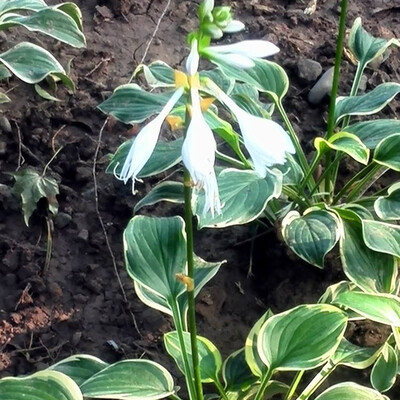 

100pcsBag Hosta Plantaginea Seeds for Home Garden Beauty Flower Planting Seeds