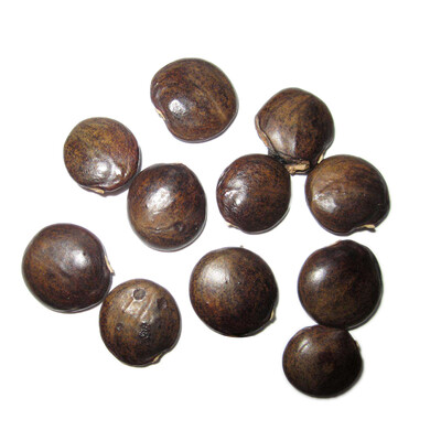 

20pcs Wisteria Vine Tree Seeds Purple Floribunda Semente Mixed Plant Wisteria sinensis Amazing Climber Flower Seed For Home DIY