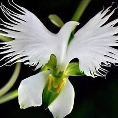 

200Pcs Fragrant Flowers Egret Flower Lithops Succulents Lily of the Valley Plant-Seeds Aquarium Plant Radiation-Proof Flores Conva