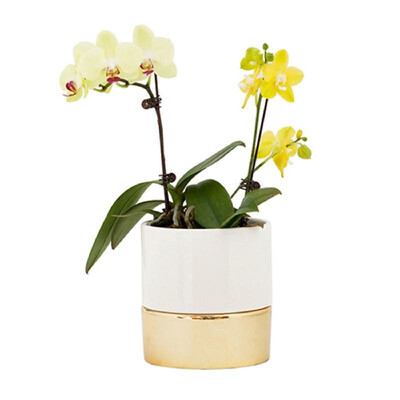 

Self Watering Planter Automatic Water Absorbing Pot Ceramic Planter Container Vase for Flower Succulent Herb Cactus Indoor Desktop