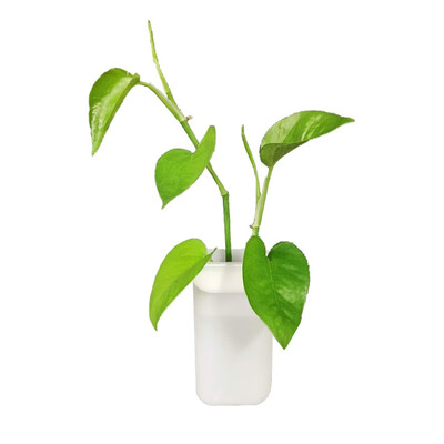 

New Silicone Vase Sticker Multi-purpose Vase Sticker For Wall Household Vase Sticker