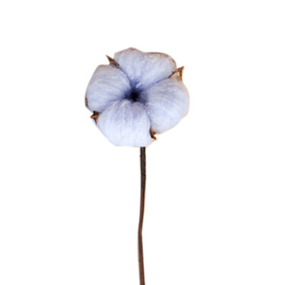

Natural Cotton Balls Dried Flowers Wedding Dried Flowers Plants Party Birthday Hotel Courtyard Decorations Flowers For Crafts