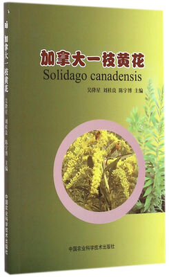 

加拿大一支黄花