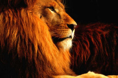

Custom 3D photo wallpaper bedroom art background wallpaper cartoon children room mural lion wallpaper mural