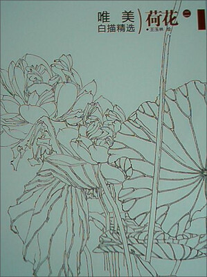 

唯美白描精选：荷花（二）