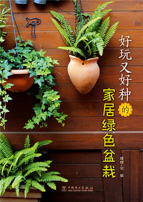 

好玩又好种的家居绿色盆栽