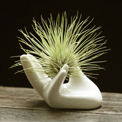 

Porcelain Ceramic Air Plant Tillandsia Holder Flower Office Desk Decor Chic