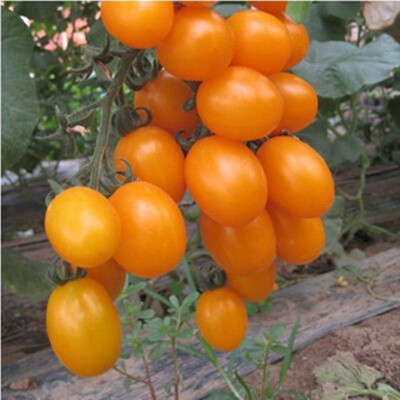 

Cntomlv bananas Hot Tomato Bonsai organic vegetable
