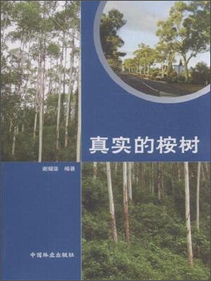 

真实的桉树