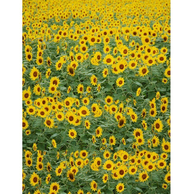 All Sunflowers Photo Backdrop 57FT Vinyl Fabric Cloth Digital Printing Photo Background s-656