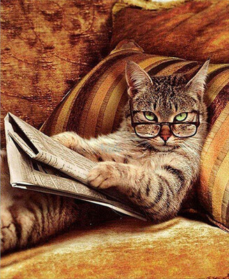 

Animals Lovely Cat Oil Painting Diy Oil Painting Paint by Number Kit with No Wooden Frame - Reading Cat
