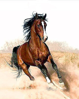 

Horses Animals Oil Painting Diy Oil Painting Paint by Number Kit on Canvas without Wooden Framed for Adults&Beginners - War Ho