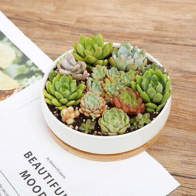 

Indoor White Ceramic Round Planter Pot Cactus Succulent Planter with Drain Hole & Bamboo TrayPlants are not included