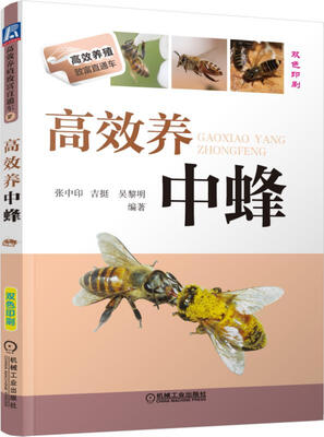 

高效养中蜂