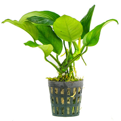 

Qi Yi natural water banyan fish tank landscape real body water grass grass small water banyan aquarium decoration plant landscape 2 pots
