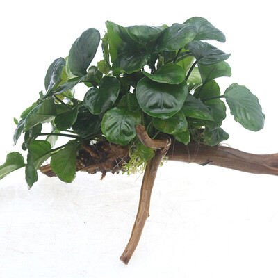 

Одд естественный переток денег Юнг Шэнь деревянные рыбы бак ландшафтные растения Ронг Шэнь дерева аквариумной воды живых растений декоративных растений реальное число М