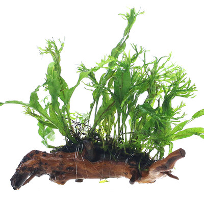 

Odori Natural Antlers Irons Sediment Fish Rakes Sculpture Water Ficus Tree Fung Tree Aquarium Decorative Living Plants Tranquil SS